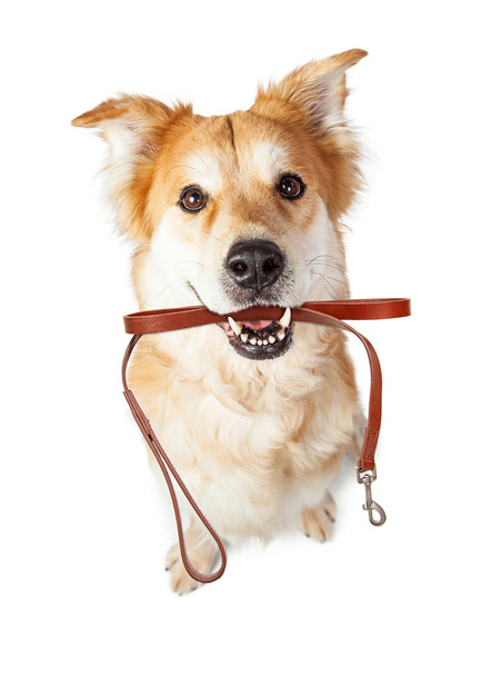 Cão com trela na boca
 - Foto, Imagem