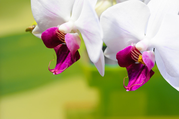 Orchid - Photo, Image