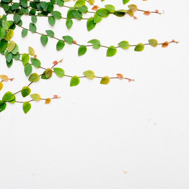Wall of ivy - Fotoğraf, Görsel