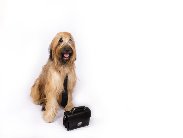 Grande pastore francese cane in cravatta con borsa uomo
 - Foto, immagini