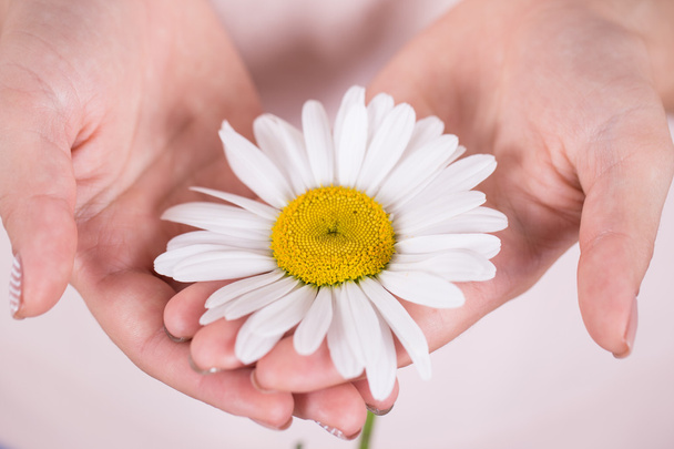 camomile in the hands of a girl - Photo, Image