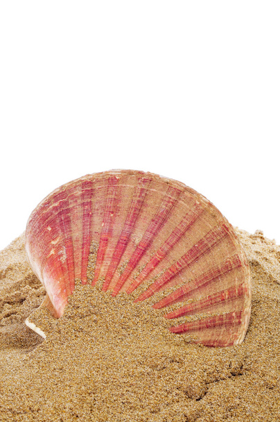 muszla morska na piasku - Zdjęcie, obraz