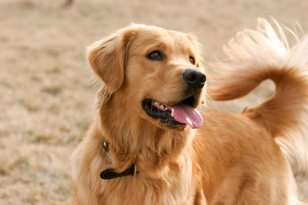  ゴールデンレトリバー犬 - 写真・画像