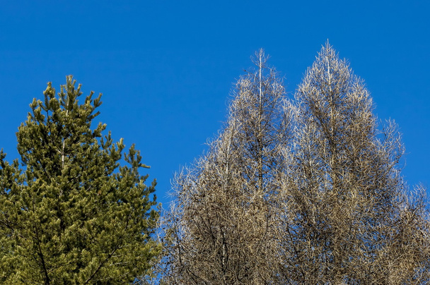 Hintergrund aus verschiedenen Bäumen im Winter - Foto, Bild
