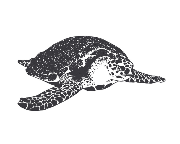  grande tortue de mer. Noir sur blanc
 - Vecteur, image