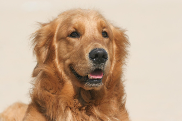 золотистий ретрівер собака
  - Фото, зображення