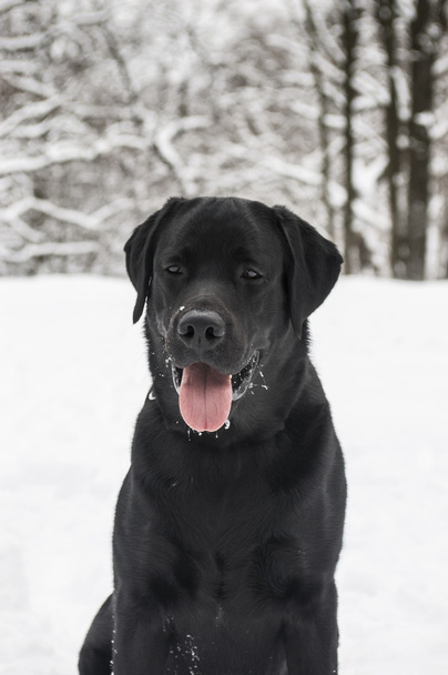 Labrador preto de recuperar no inverno
 - Foto, Imagem