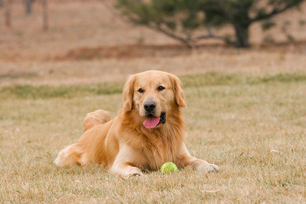 Golden retriever perro - Foto, Imagen