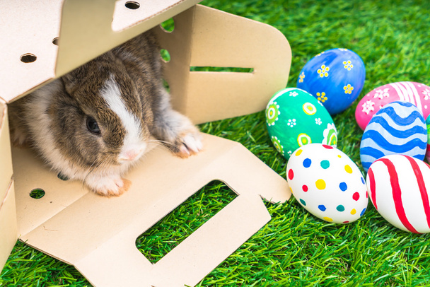 Coniglio e uova di Pasqua
 - Foto, immagini