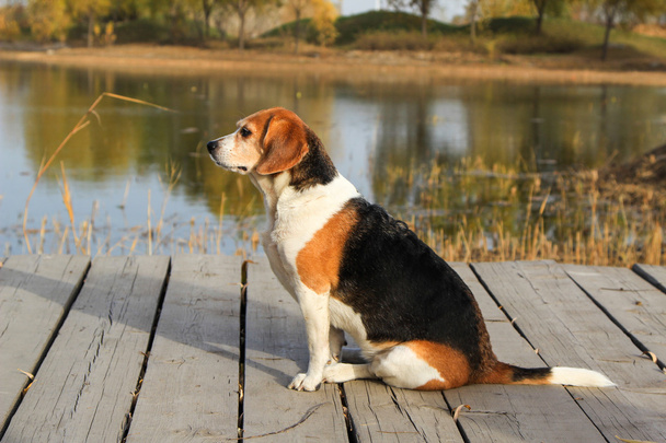 El perro Beagles
 - Foto, Imagen