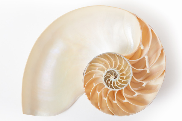 Nautilus shell section, perfect Fibonacci pattern on white - Fotoğraf, Görsel