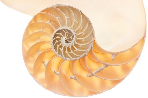 Nautilus shell section, perfect Fibonacci pattern on white - Fotó, kép
