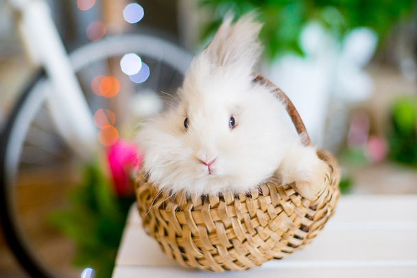 white fluffy bunny in a basket - Foto, afbeelding