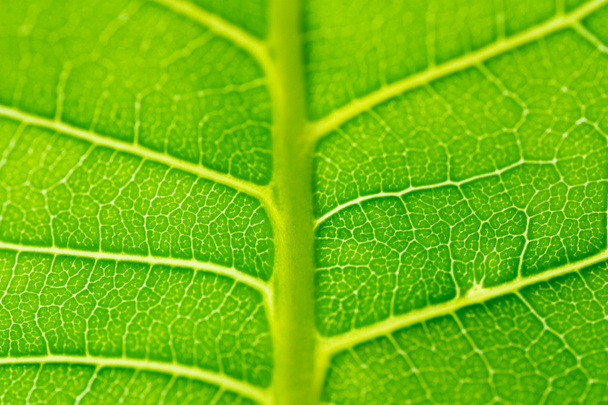 Leaf texture - Foto, imagen