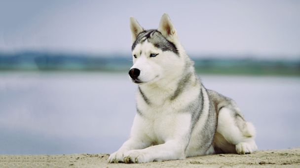 Perro. Retrato de Husky siberiano
. - Foto, imagen