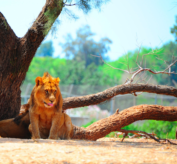 oroszlánok - Fotó, kép
