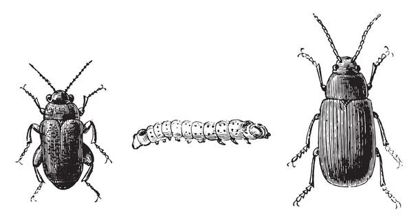 Füge 1,2. Bolha bogár fekete lábak, 3. ábra. Káposzta bolha bogár - Vektor, kép