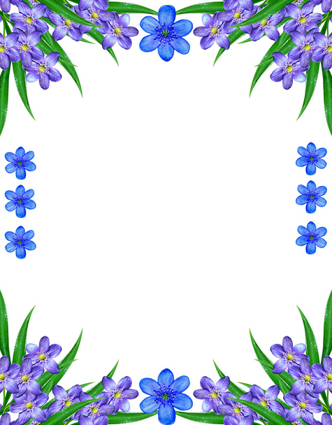 fiori primaverili bucaneve isolato su sfondo bianco
 - Foto, immagini