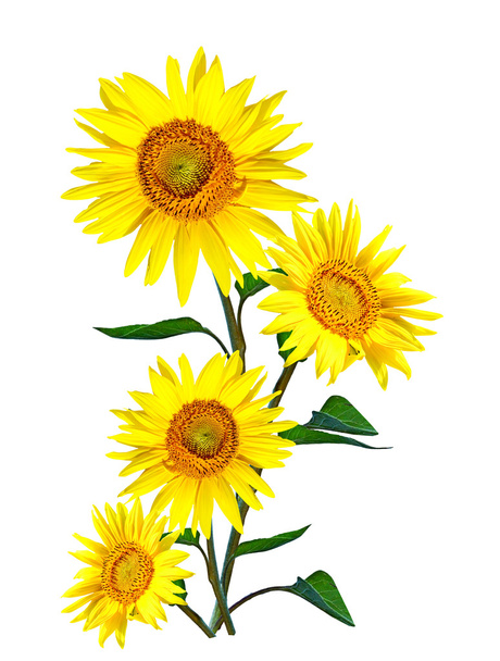 schöne Sonnenblume isoliert auf weißem Hintergrund - Foto, Bild