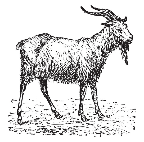 Goat, vintage engraving. - Vector, Image