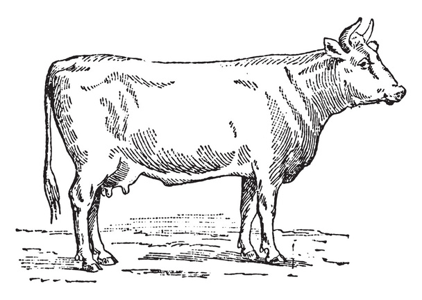 Φλαμανδική αγελάδα, vintage Χαρακτική. - Διάνυσμα, εικόνα