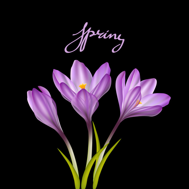 Spring violet crocuses on black - Vector, imagen