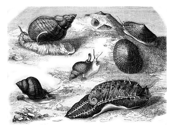Common limpet, Wavy whelk, Reticulated net, Abalone ridged, Vign - Fotó, kép