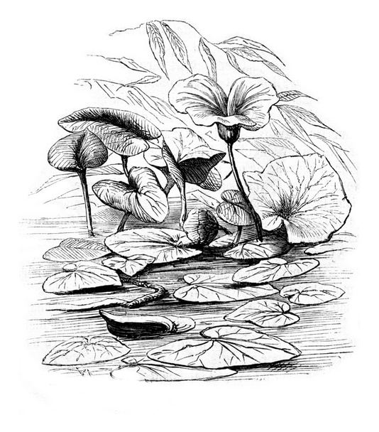 Waterlily, vintage engraving. - 写真・画像