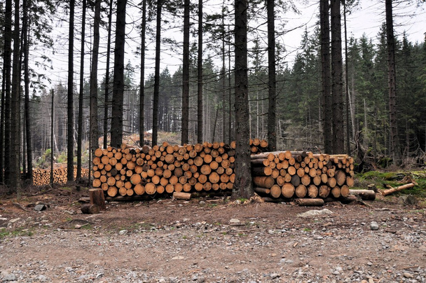 Cortar árvores em uma floresta
 - Foto, Imagem