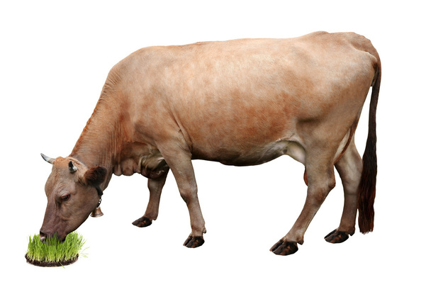 Vache unique sur blanc
 - Photo, image