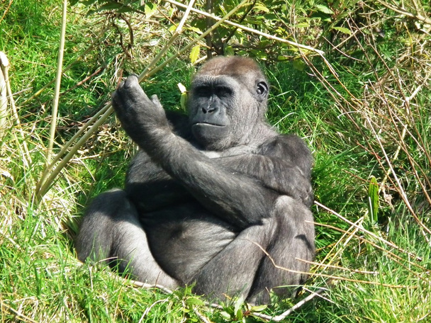 el poderoso gorila
 - Foto, imagen