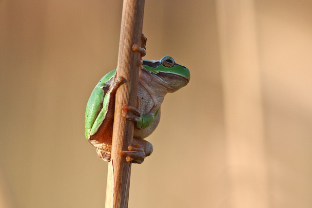 Green treefrog Hyla arborea - Photo, Image