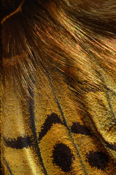 Kardinaal, Argynnis pandora vlinder vleugel patroon - Foto, afbeelding
