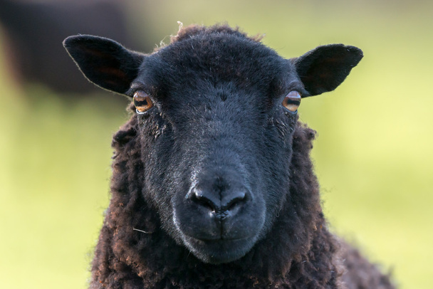 Siyah koyun koyun yüz - Fotoğraf, Görsel