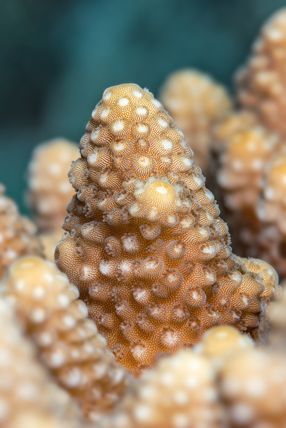 Acropora humilis korálové closeup - Fotografie, Obrázek