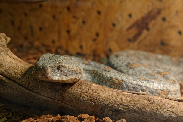 Змія у тераріумі - Levantine viper - Фото, зображення