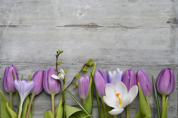 Old grey wooden background with purple white tulips,snowdrop and crocus and empty copy space, spring summer decoration - Photo, Image