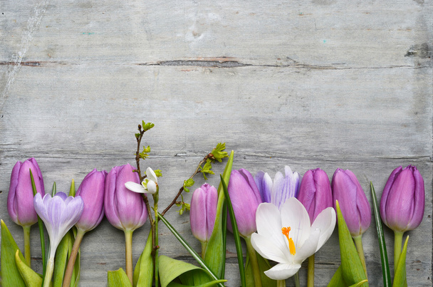 Régi szürke lila fehér tulipánok, hóvirág és sáfrány és üres tér, tavaszi nyári dekorációs fa háttér - Fotó, kép
