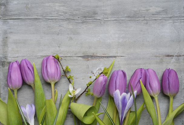 Vieux fond en bois gris avec tulipes blanches violettes, perce-neige et crocus et espace de copie vide, décoration du printemps été
 - Photo, image