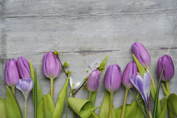 古い灰色紫色白いチューリップ、スノー ドロップ、クロッカス、空コピー スペース、春夏の装飾を持つ木製の背景 - 写真・画像