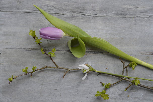 Stary szary drewniane tła z fioletowy białe tulipany, przebiśnieg krokus i puste miejsce, wiosna lato ozdoba - Zdjęcie, obraz
