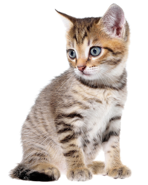 Shorthair brindled kitten - Foto, Imagem