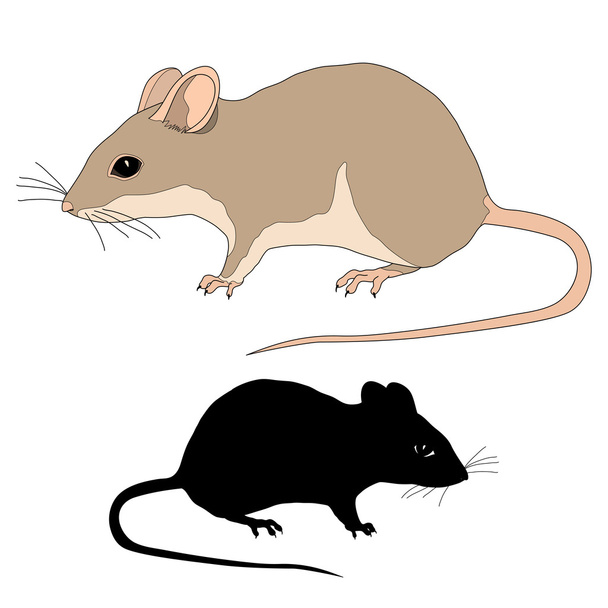 Rat realistické černá silueta - Vektor, obrázek