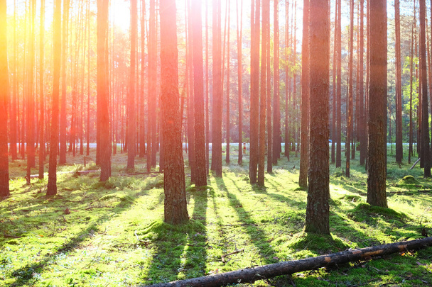 Wschód słońca w lesie sosnowym - Zdjęcie, obraz