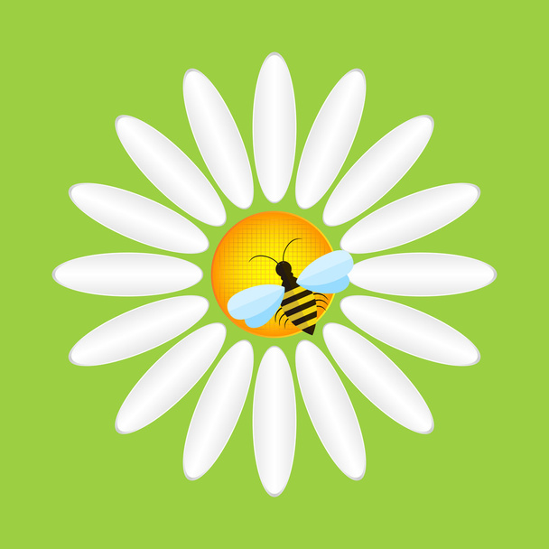 Ромашка и пчела - векторная иллюстрация
. - Вектор,изображение