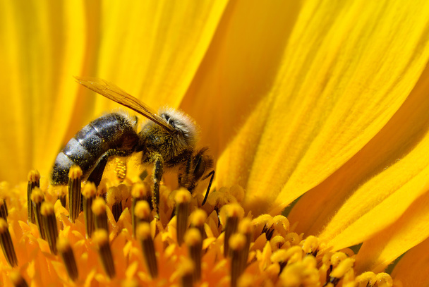 Honeybee collects nectar on the flowers of a sunflower - Photo, Image