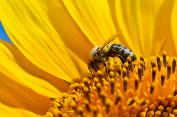 A méhecske nektárt gyűjt a napraforgó virágain. - Fotó, kép