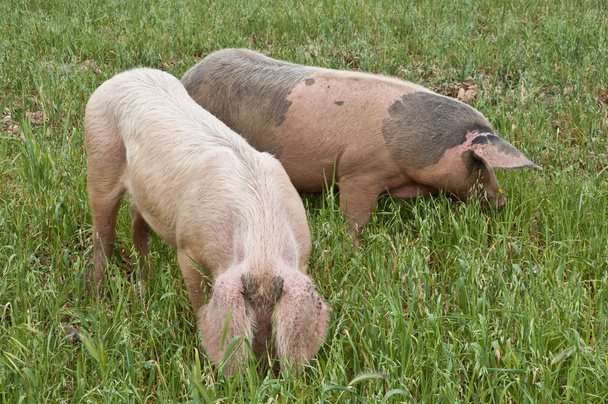 świń w polu - Zdjęcie, obraz