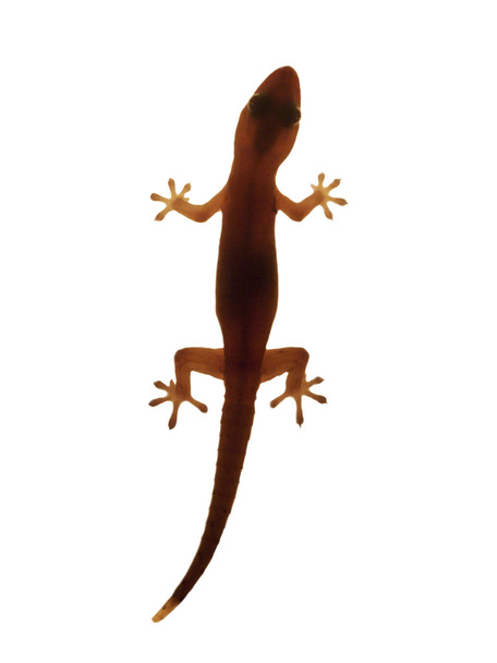 Gecko na bílém pozadí - Fotografie, Obrázek