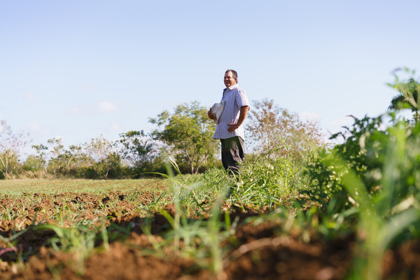 Álló férfi Farmer állandó paradicsom mezőben keres el - Fotó, kép